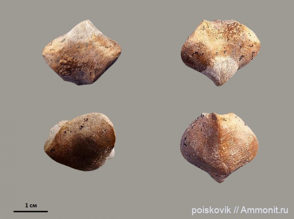 брахиоподы, Крым, баррем, нижний баррем, Rhynchonellida, Lacunosella, Lacunosella decipiens