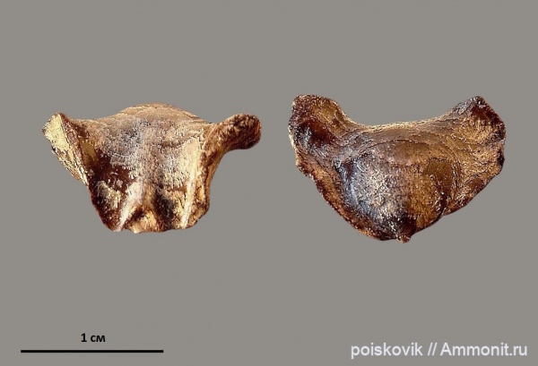 брахиоподы, Крым