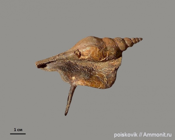 брюхоногие моллюски, берриас, Крым, Cuphosolenus