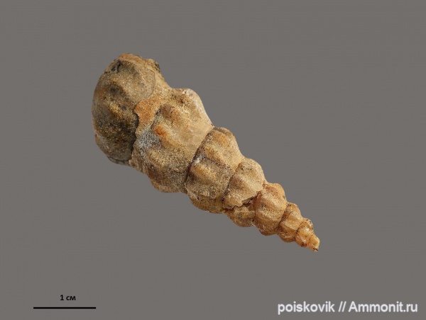 гастроподы, брюхоногие моллюски, альб, Крым, Балаклава, Confusiscala, Albian