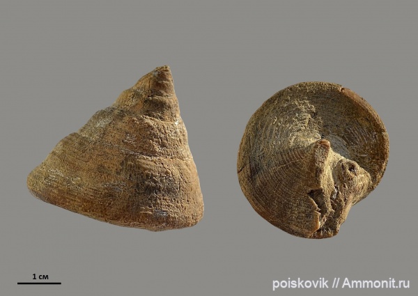 гастроподы, Pleurotomaria, брюхоногие моллюски, берриас, Крым, Berriasian