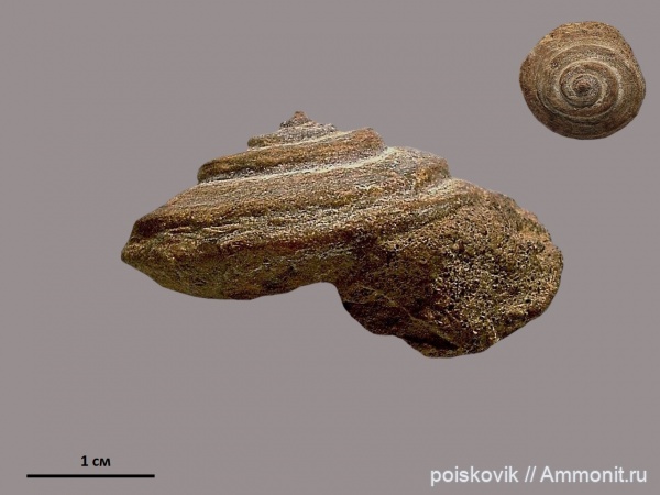 гастроподы, Pleurotomaria, брюхоногие моллюски, Крым, баррем, Barremian