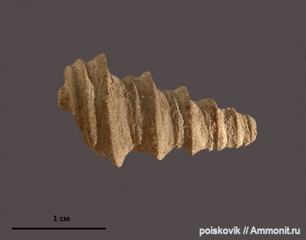 гастроподы, брюхоногие моллюски, Крым
