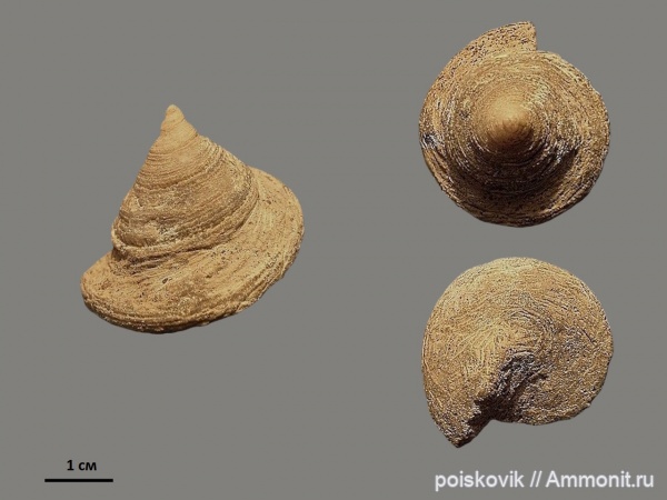 гастроподы, Pleurotomaria, брюхоногие моллюски, Крым