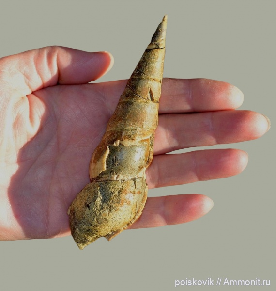 гастроподы, брюхоногие моллюски, берриас, Крым