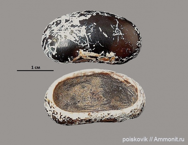 рыбы, зубы, Крым, Pycnodus, Pycnodontiformes, fish, teeth