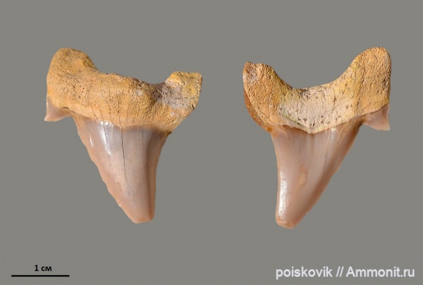 рыбы, зубы, акулы, Крым, Балаклава, fish, teeth, sharks