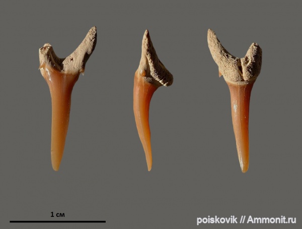 рыбы, зубы, Крым, зубы акул, Балаклава, fish, teeth, shark teeth