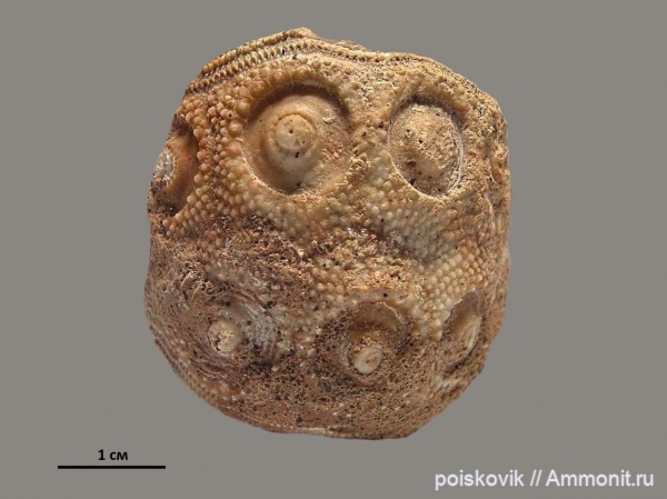 морские ежи, иглокожие, Крым