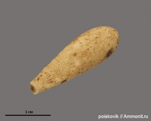 морские ежи, иглокожие, Крым, иглы морских ежей