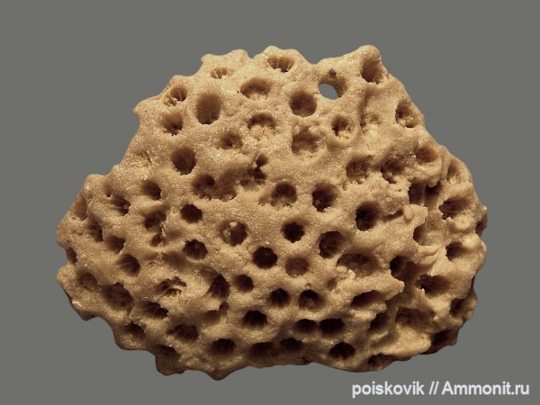 кораллы, Крым, Scleractinia