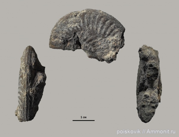 аммониты, головоногие моллюски, Крым