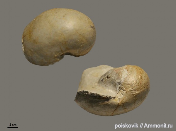 наутилусы, головоногие моллюски, Крым, верхний мел, Балаклава, Upper Cretaceous