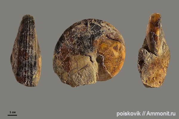 наутилусы, головоногие моллюски, Крым, Aulaconautilus sexcarinatus, Aulaconautilus, Nautilida