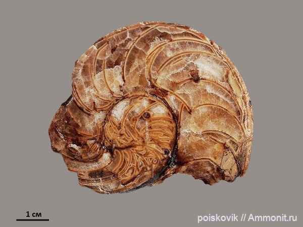 наутилусы, головоногие моллюски, берриас, Крым, Berriasian