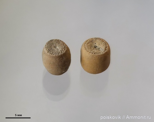 морские лилии, иглокожие, Крым, Cyrtocrinida