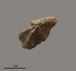 Hadrocheilus