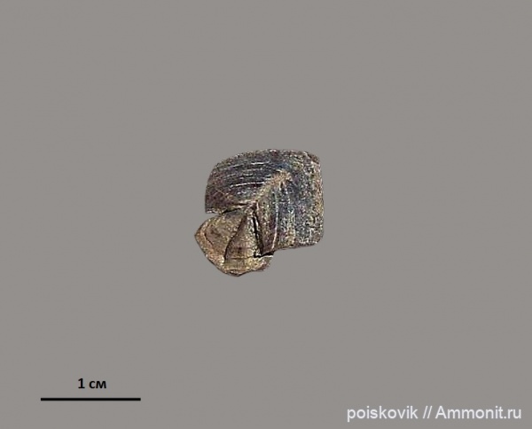 Крым, апт, ринхолиты, Akidocheilus, Aptian