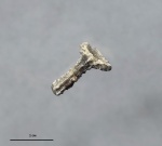 Игла морского ежа