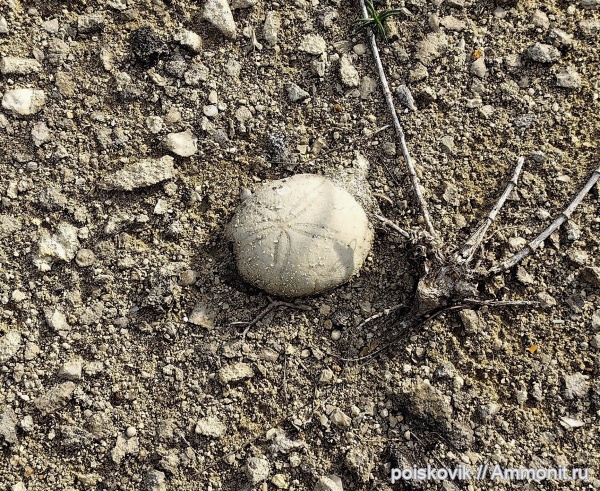 морские ежи, иглокожие, Крым, Gitolampas