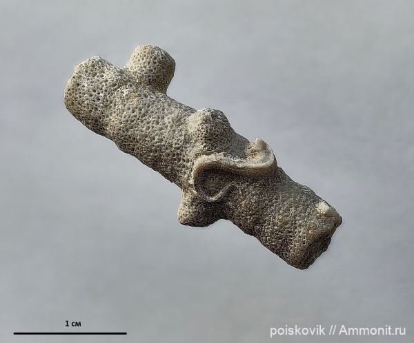 губки, серпулы, берриас, Крым, Балаклава