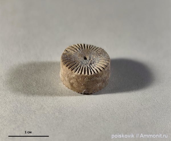 морские лилии, криноидеи, берриас, Крым, Балаклава, Apiocrinus