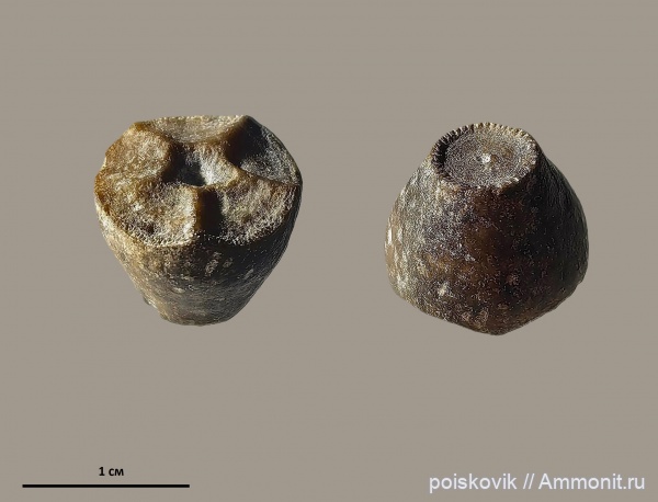 морские лилии, криноидеи, берриас, Крым, Балаклава