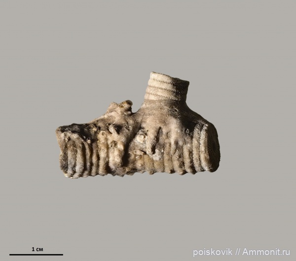 морские лилии, криноидеи, Крым, Балаклава, Apiocrinus, Холдфаст