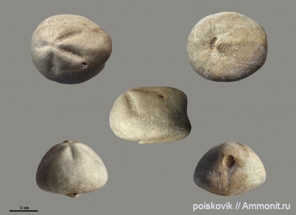 морские ежи, иглокожие, эоцен, Крым