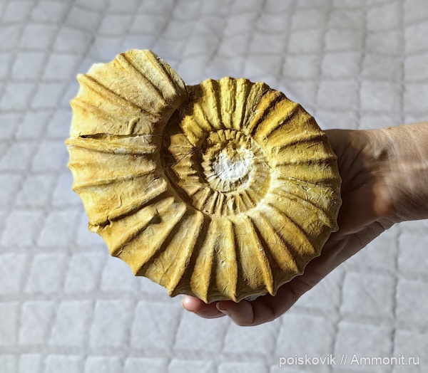 аммониты, головоногие моллюски, Крым, Pseudokossmaticeras