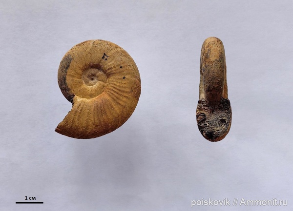 аммониты, головоногие моллюски, Крым, баррем, Silesites, Silesites seranonis