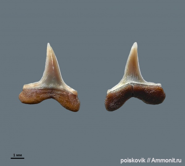 палеоген, рыбы, Крым, зубы акул