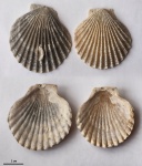 Раковины морских гребешков