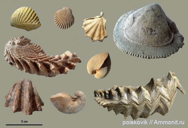 Двустворчатые моллюски Крыма