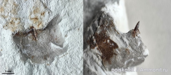 Крым, конхоринхи