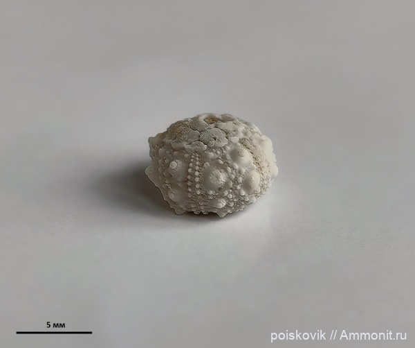 морские ежи, иглокожие, палеоген, Крым, Salenia