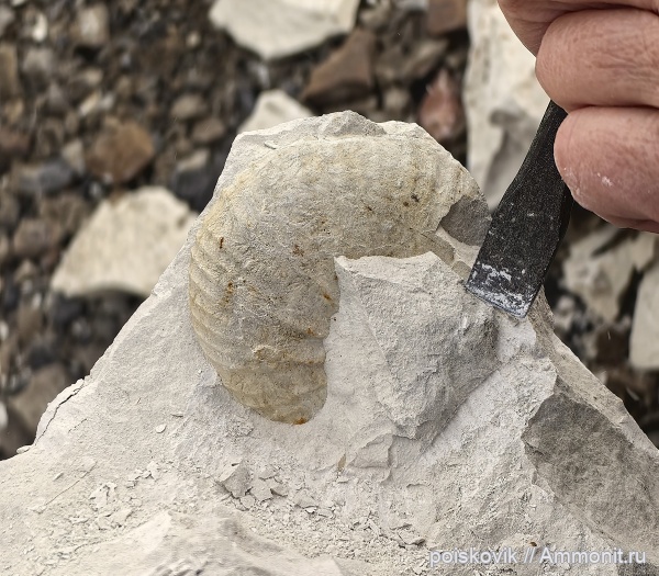 аммониты, головоногие моллюски, Крым