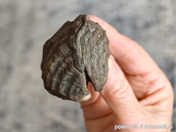 берриас, Крым, Балаклава, устрицы