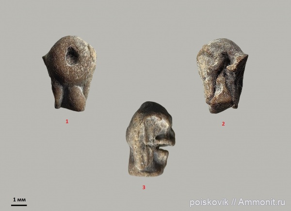 морские лилии, берриас, Крым, прижизненные повреждения, Балаклава, Comatulida