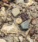 Чашечка морской лилии