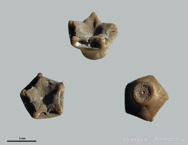 морские лилии, оксфорд, криноидеи, Крым, Балаклава, Cyrtocrinida, Eugeniacrinites