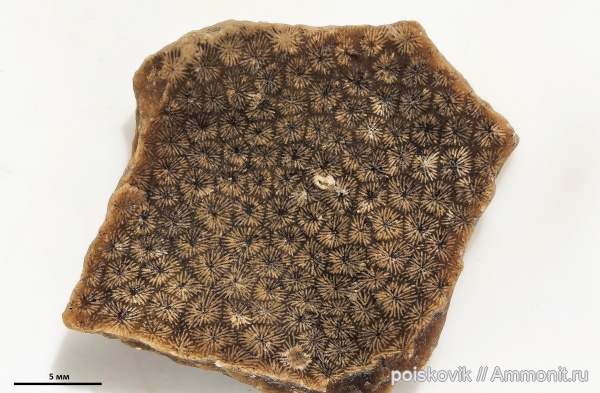 кораллы, оксфорд, Крым, Балаклава