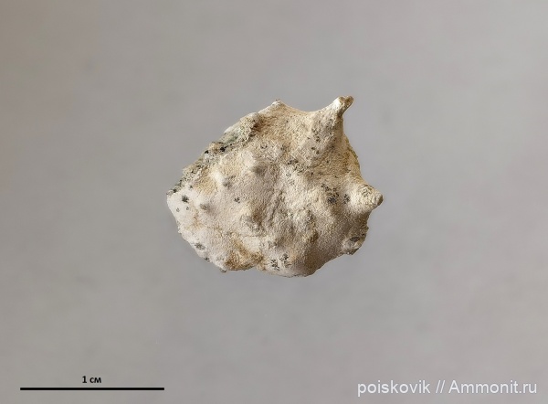 маастрихт, Крым, крабы