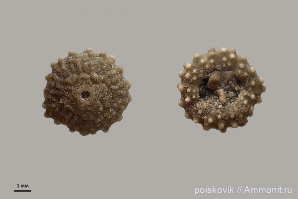 морские ежи, иглокожие, оксфорд, Крым, Балаклава