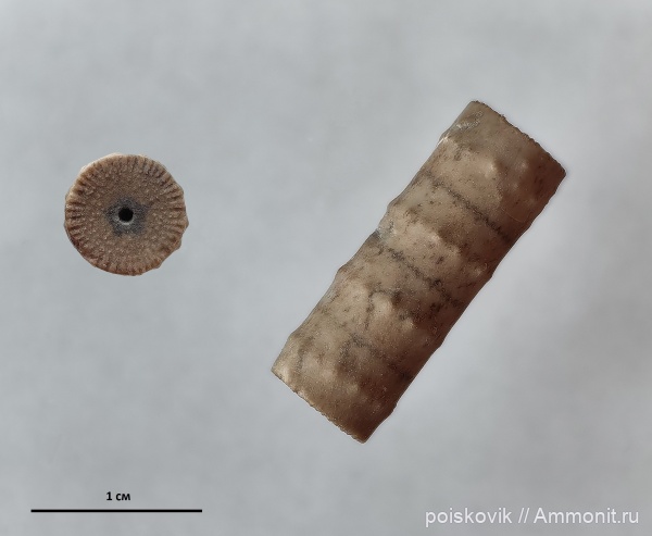 морские лилии, оксфорд, криноидеи, Крым, Балаклава