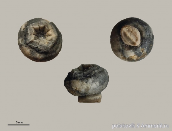 морские лилии, криноидеи, Крым, Балаклава, Comatulida, Thiolliericrinidae