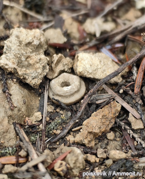 морские лилии, криноидеи, берриас, Крым, Балаклава, Thiolliericrinidae