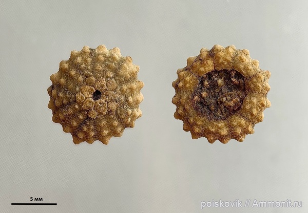 морские ежи, иглокожие, берриас, Крым, Балаклава