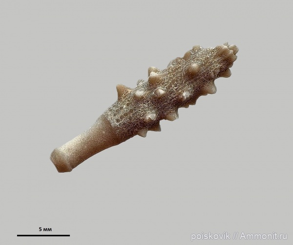 морские ежи, иглокожие, берриас, Крым, Балаклава