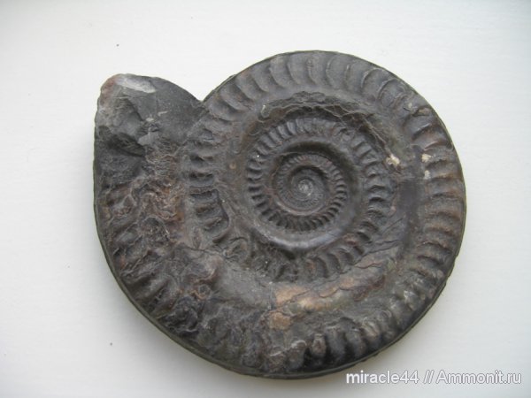 Hildoceras, Hildoceratidae